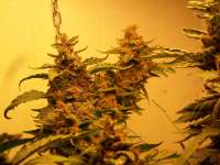 An image of Blue Kush