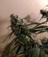 An image of Blue Kush