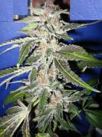 An image of Blue Widow