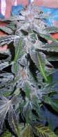 An image of Blue Widow