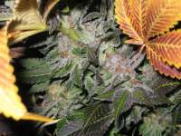 An image of Blue Widow
