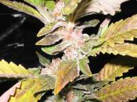 An image of Blue Widow