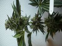 Bubba Kush: strain page photo, credit seedfinder.eu, copyright status shown with credit copyright unverified