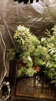 An image of Bubba Kush Autoflowering
