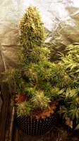 An image of Bubba Kush Autoflowering