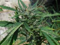 An image of Cheese XXL Autoflowering