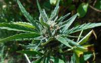An image of Cheese XXL Autoflowering