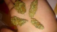 An image of Critical Cheese
