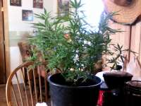 Critical +: strain page photo, credit seedfinder.eu, copyright status shown with credit copyright unverified