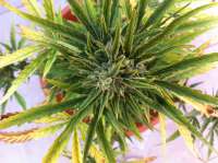 An image of Critical+ 2.0 Autoflowering