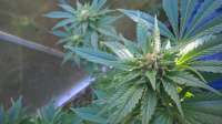 Diesel: strain page photo, credit seedfinder.eu, copyright status shown with credit copyright unverified