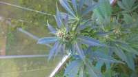 Diesel: strain page photo, credit seedfinder.eu, copyright status shown with credit copyright unverified