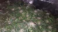 Gorilla: strain page photo, credit seedfinder.eu, copyright status shown with credit copyright unverified