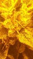 Gorilla: strain page photo, credit seedfinder.eu, copyright status shown with credit copyright unverified