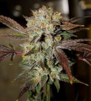 An image of Gorilla