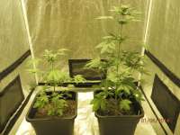 Haze Automatic archive 1