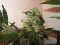 An image of Moby Dick