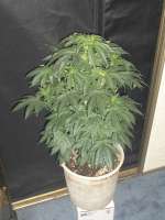 An image of Moby Dick