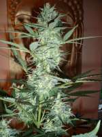 An image of Moby Dick Autoflowering