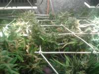 An image of Moby Dick Autoflowering
