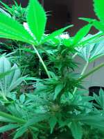 An image of Moby Dick #2