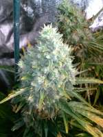 An image of OG Kush