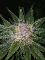 An image of OG Kush