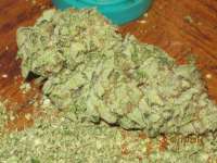 An image of OG Kush