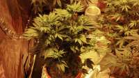 An image of OG Kush