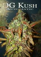 OG Kush Autoflowering archive 1
