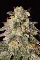 An image of Shark Shock CBD
