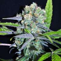 An image of Shark Shock CBD