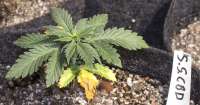 An image of Shark Shock CBD