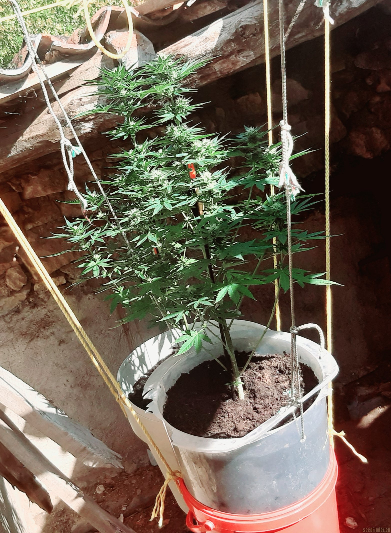 White Siberian flowering cannabis, as labeled by the cited photo source