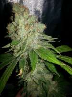 Eter Express archive 1