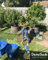 Afghan Original archive 1