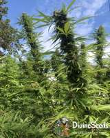 Afghan Original archive 2