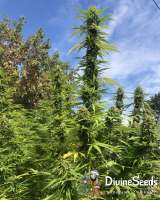 Afghan Original archive 4