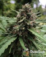 Afghan Original archive 3