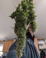 Auto Big Demon archive 2