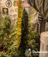 Auto Big Demon archive 4