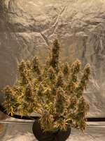 Auto Montreal archive 1