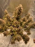 Auto Montreal archive 2