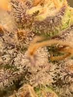 Auto Montreal archive 4