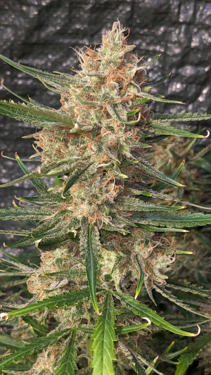 Auto Moon Rock archive 4