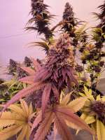 Ninja Fruit archive 1