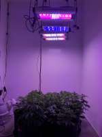 Ninja Fruit archive 4