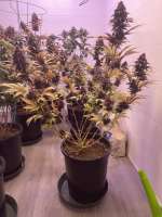 Ninja Fruit archive 2