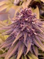 Ninja Fruit archive 3