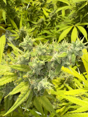 An image of Chi-Chi's